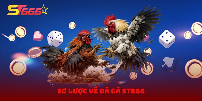 Sơ lược về đá gà ST666
